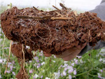 Здоровье почвы – как функционирует природа