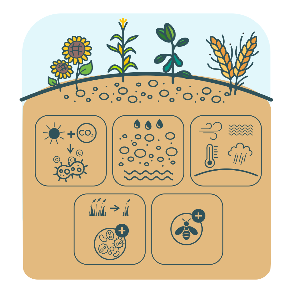 The fourth principle of healthy soil: Continuity of living plant/root presence