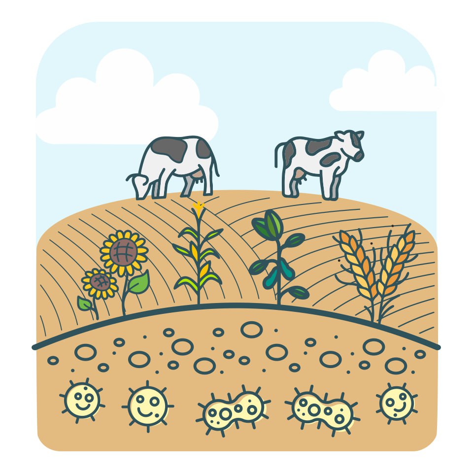 П’ятий принцип здорового ґрунту: Інтеграція тваринництва