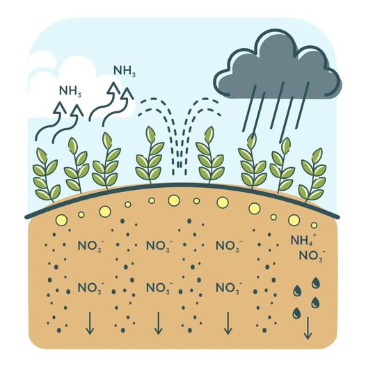 Nitrogen losses from the soil
