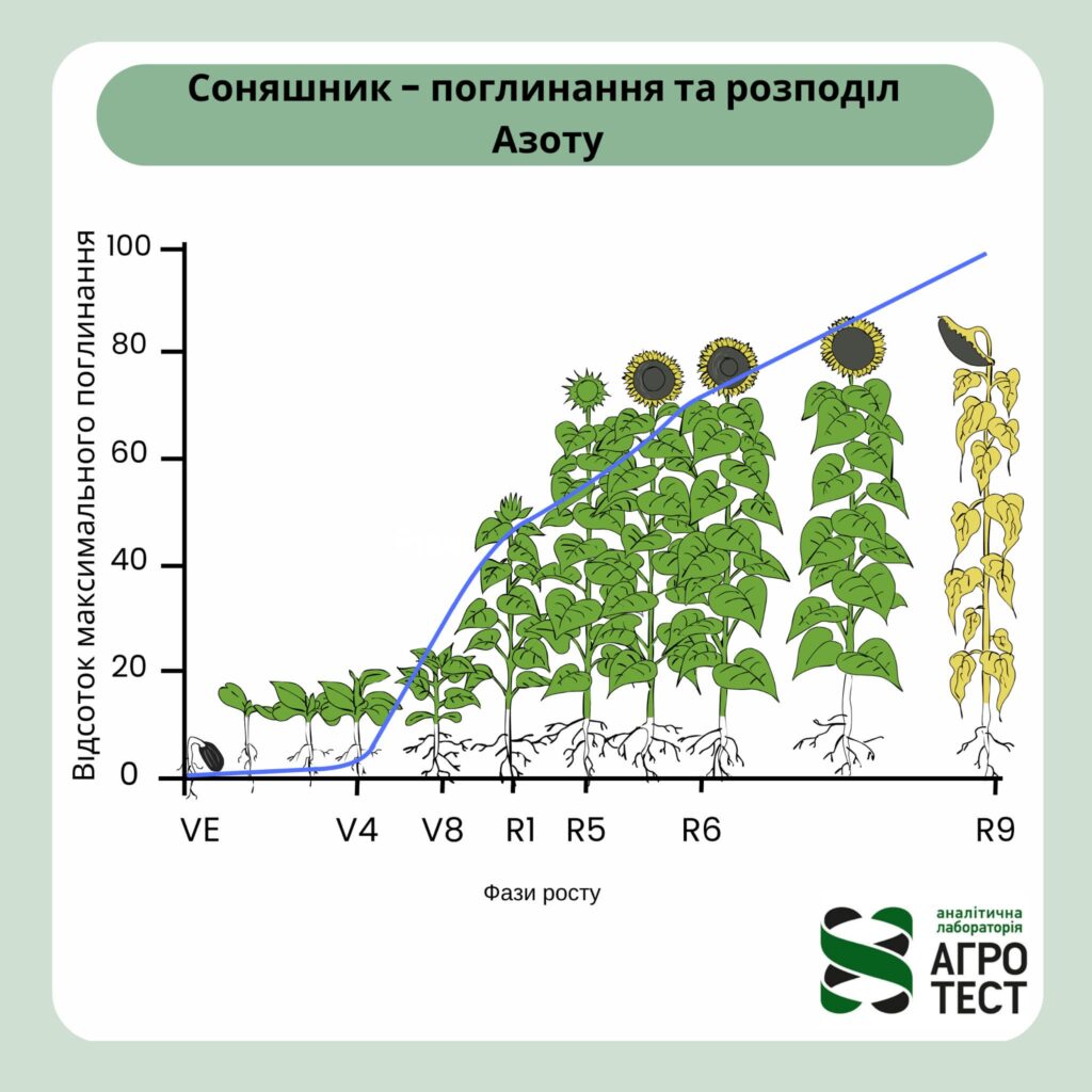 Використання азоту соняшником у різних стадіях росту