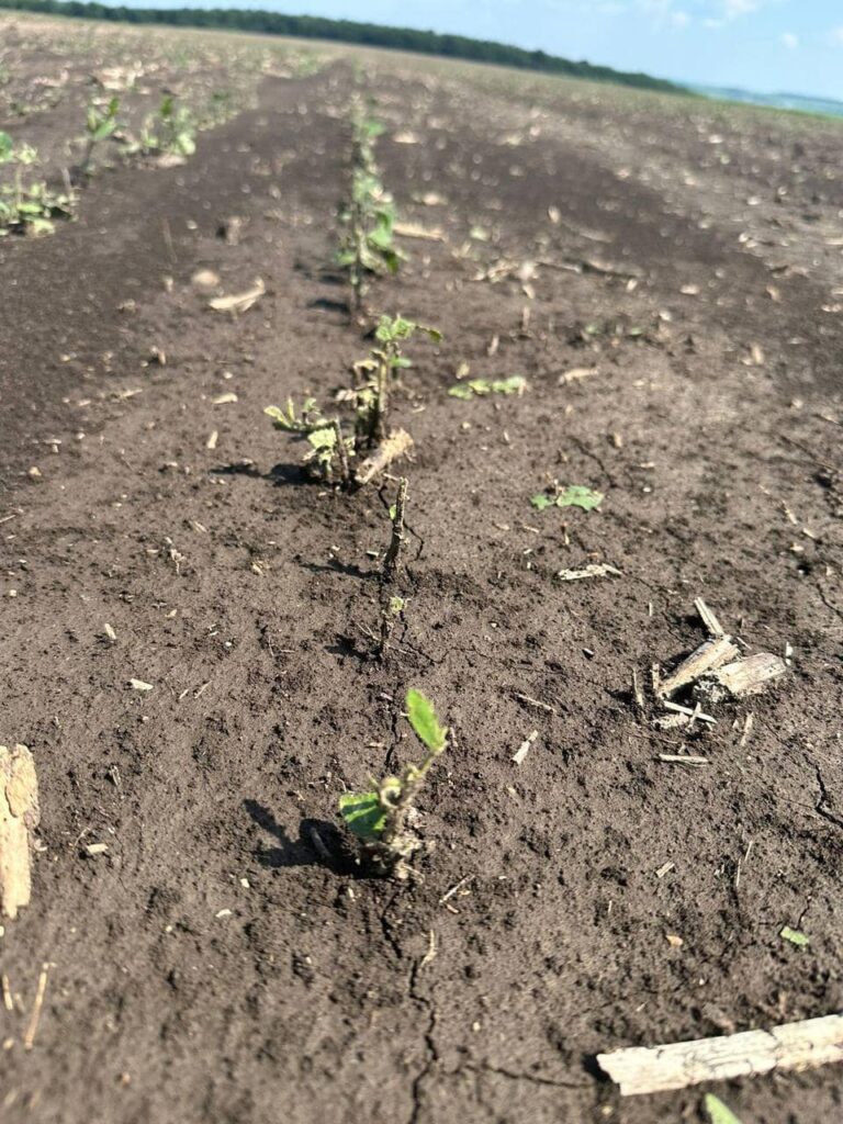 The impact of hail on the soybean crop