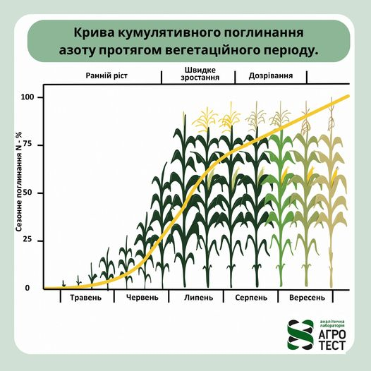 Как кукуруза поглощает Азот в течение сезона вегетации