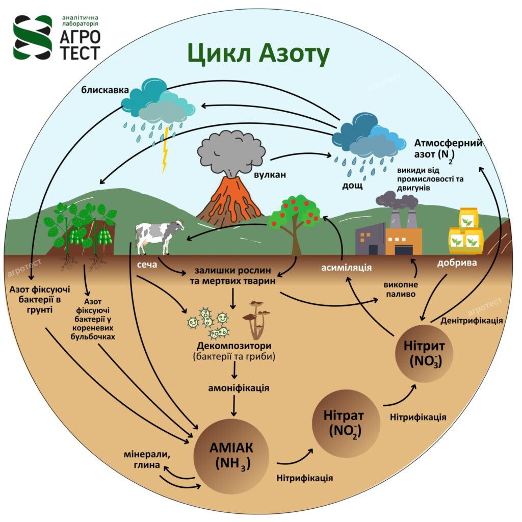 Nitrogen cycle and availability